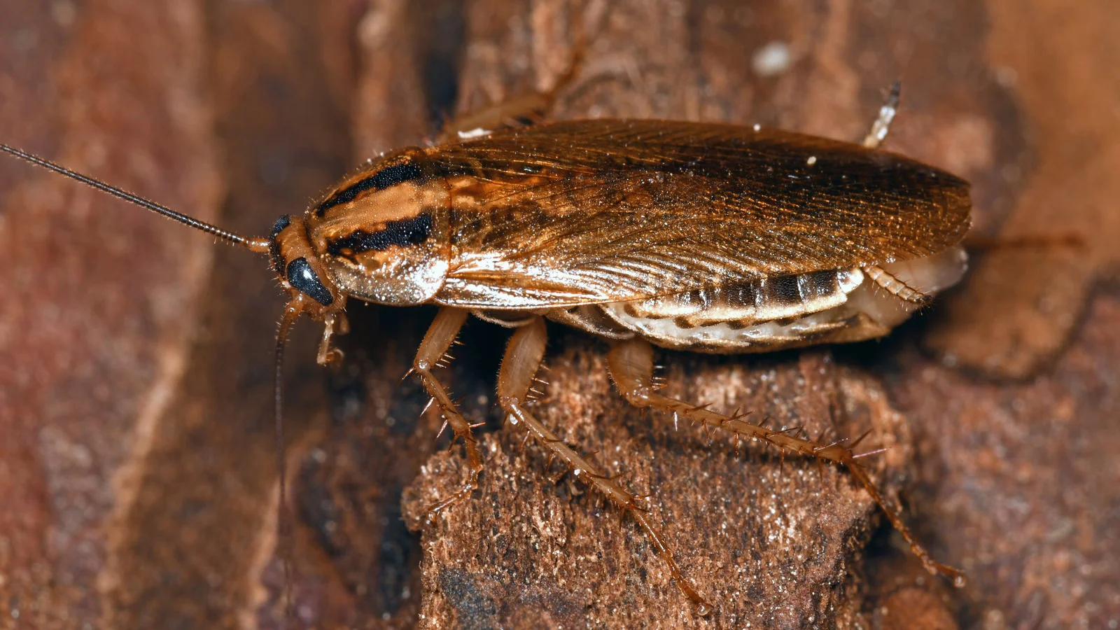 Alman Hamam Böceği Evde: Davranışı, Saklanma ve Yok Etme Yöntemleri